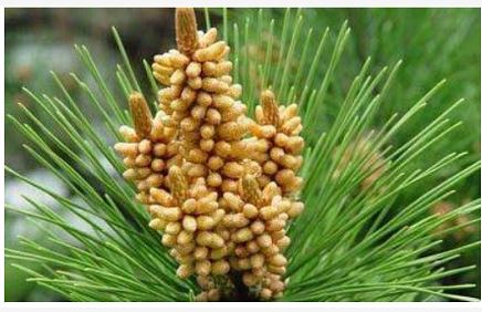 Pine Pollen Product